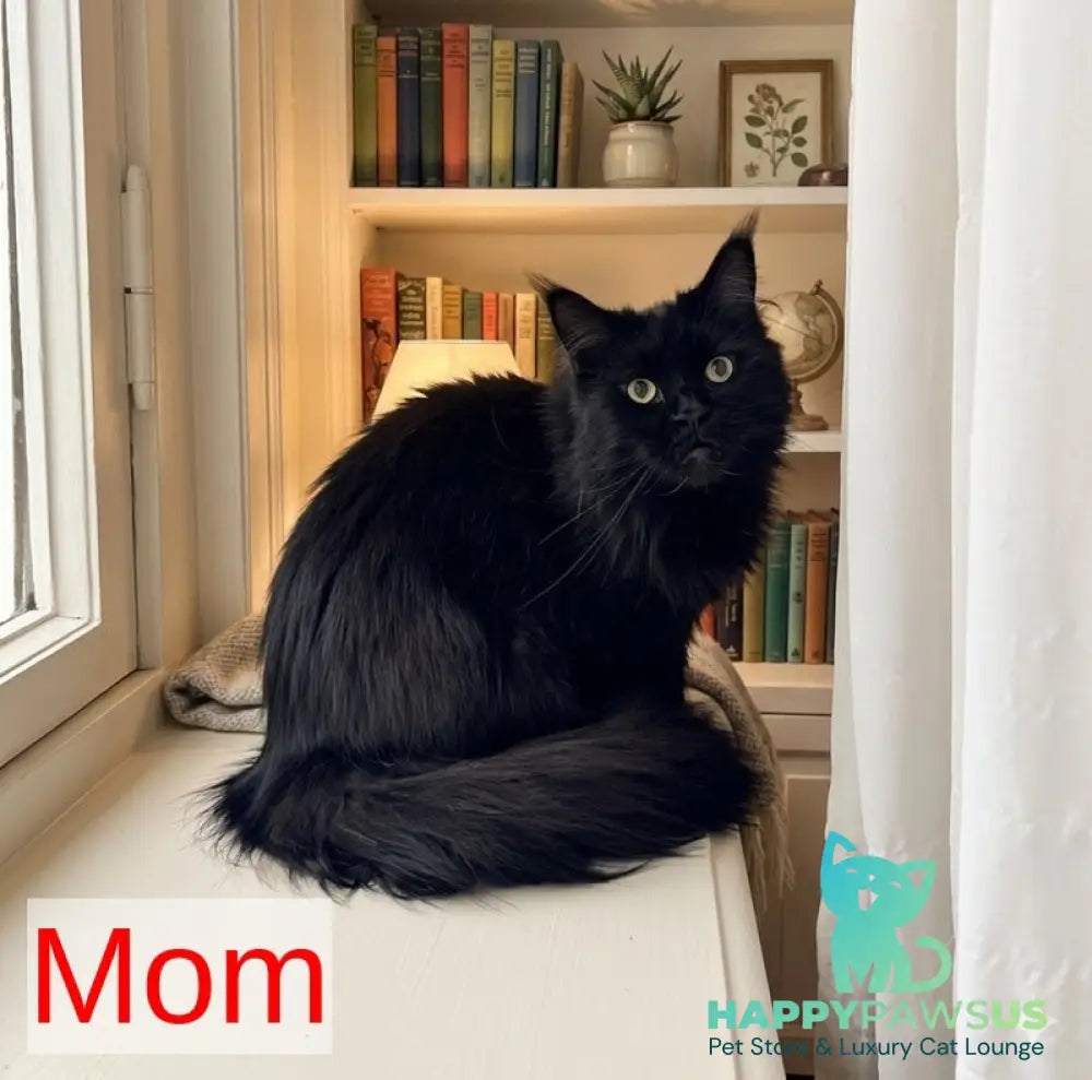 Otome Maine Coon female blue tortie with white - live animals