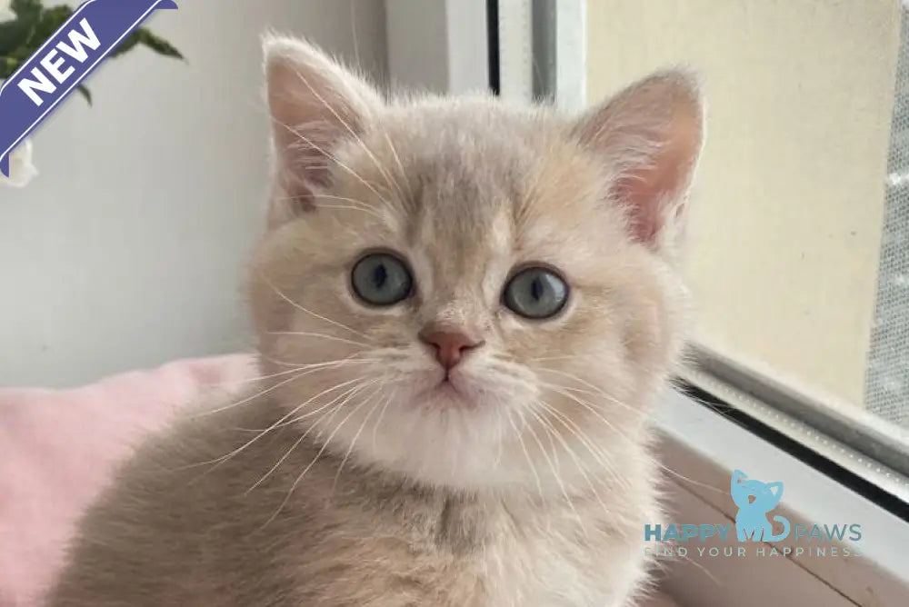 Оttis British Shorthair male lilac golden shaded live animals