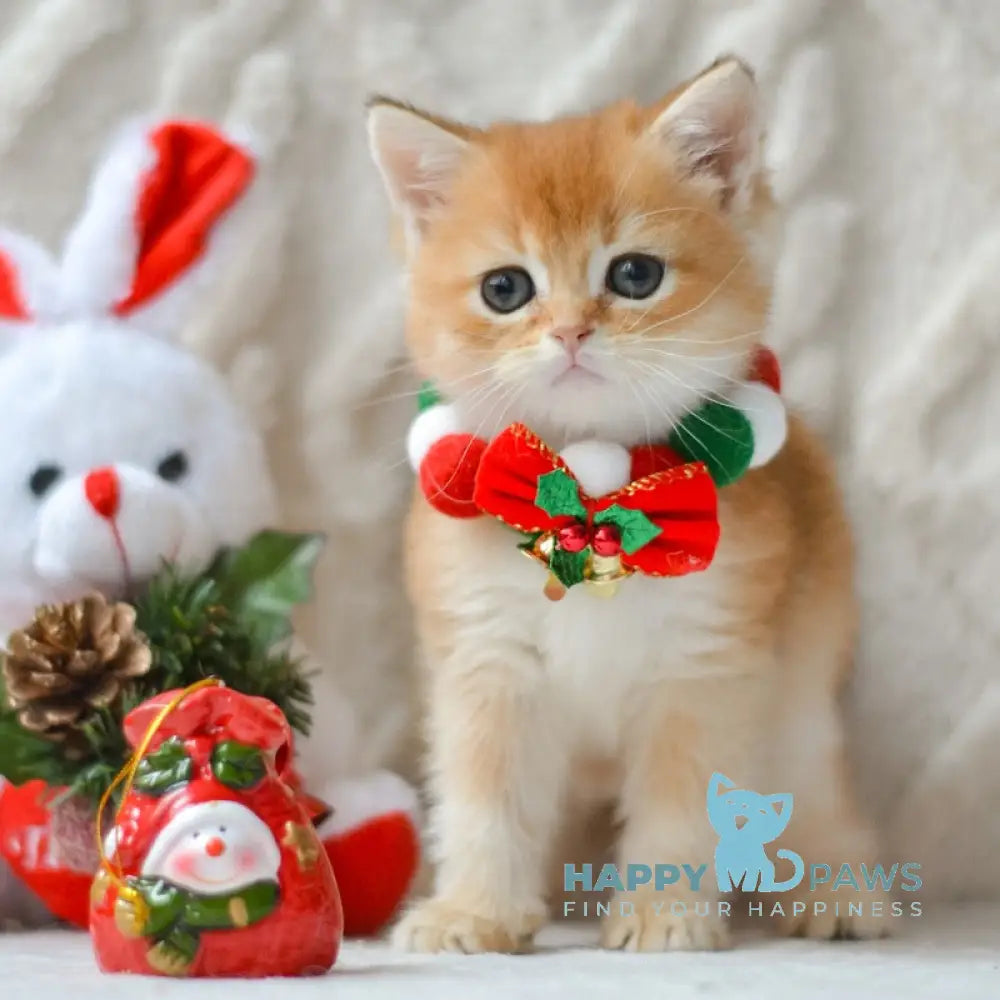 Otto British Shorthair male black golden shaded live animals