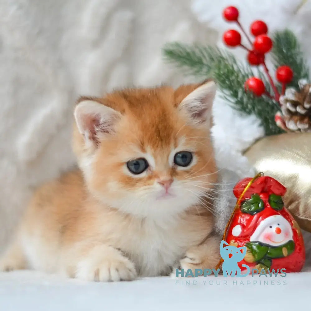 Otto British Shorthair male black golden shaded live animals