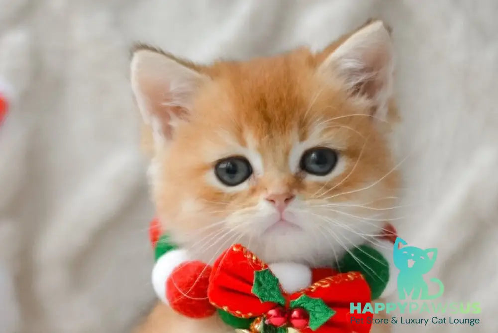 Otto British Shorthair male black golden shaded live animals