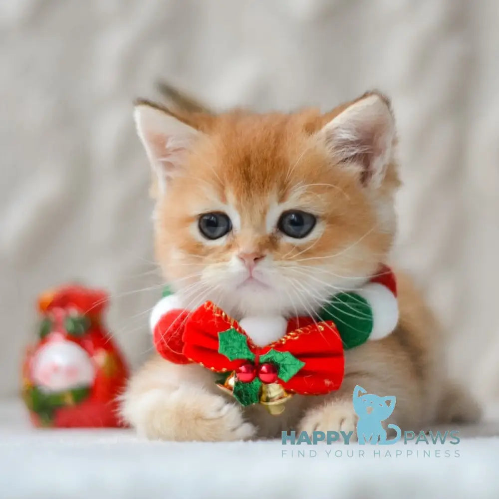 Otto British Shorthair male black golden shaded live animals