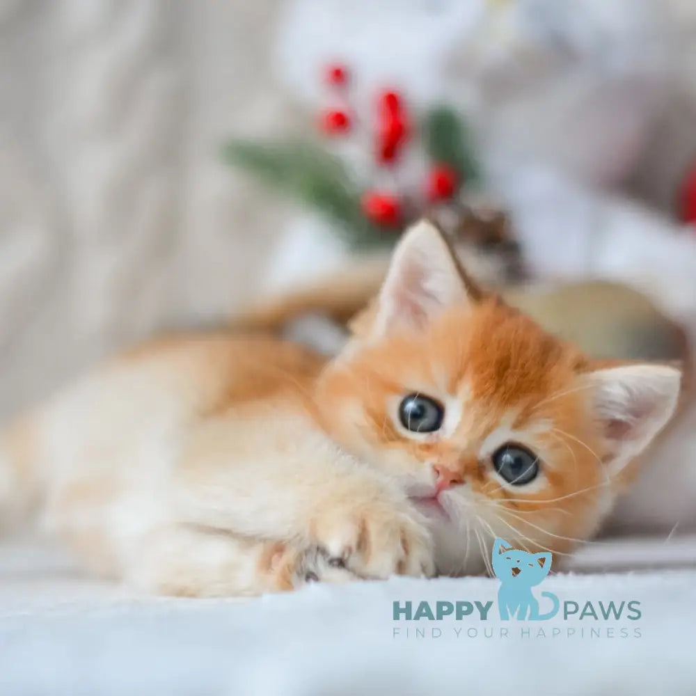 Otto British Shorthair male black golden shaded live animals