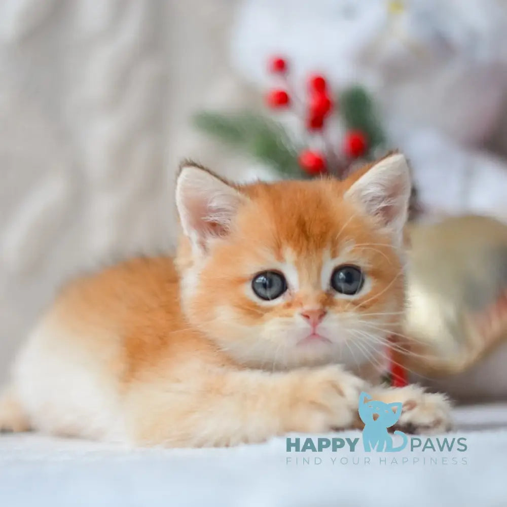 Otto British Shorthair male black golden shaded live animals