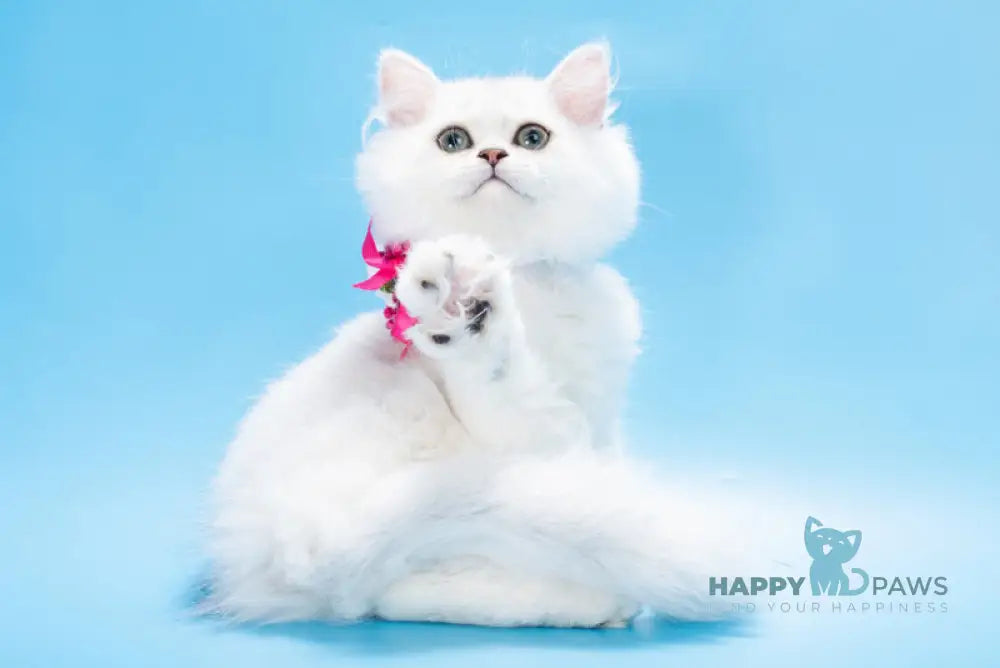 Ouen British Shorthair female black silver shaded live animals
