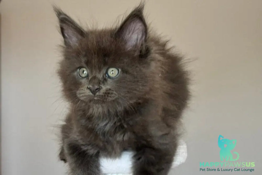 Ousei Maine Coon male blue with white - live animals
