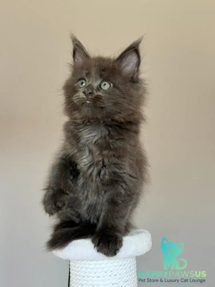 Ousei Maine Coon male blue with white - live animals