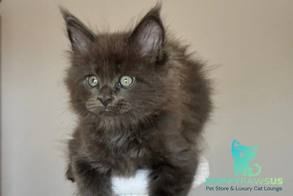 Ousei Maine Coon male blue with white - live animals