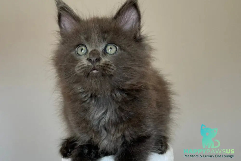 Ousei Maine Coon male blue with white - live animals