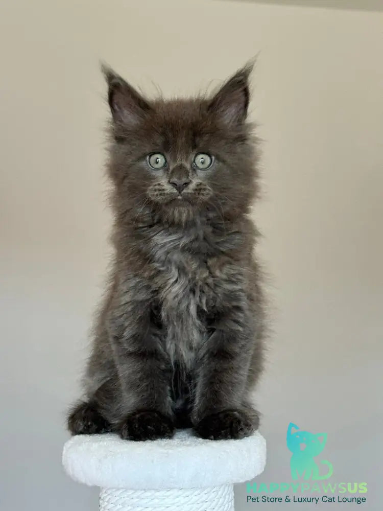 Ousei Maine Coon male blue with white - live animals