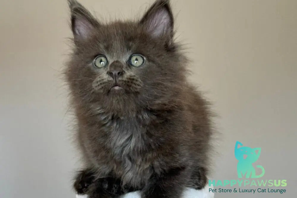 Ousei Maine Coon male blue with white - live animals