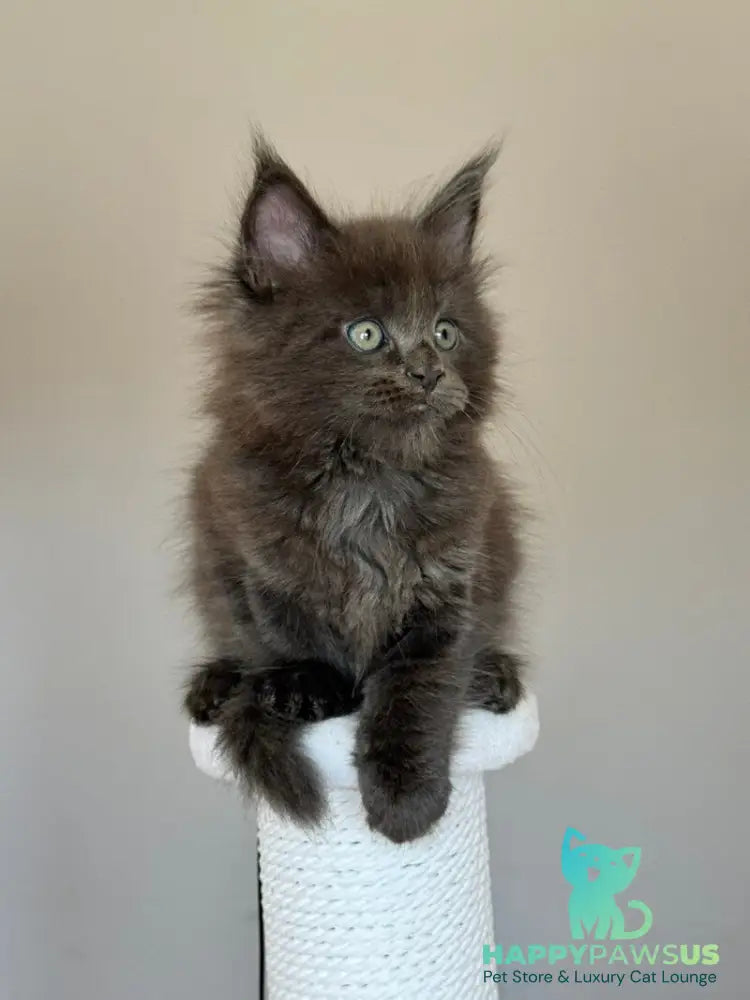 Ousei Maine Coon male blue with white - live animals