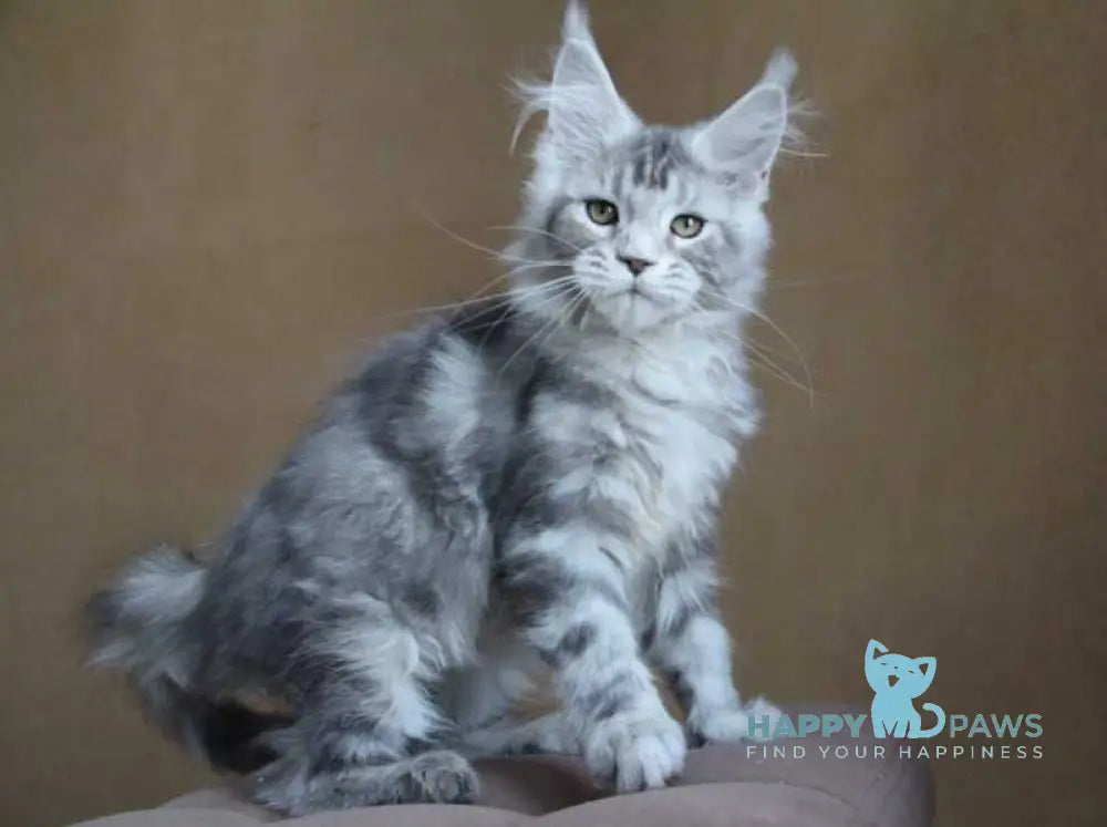 Ovation Maine Coon female black silver tabby live animals