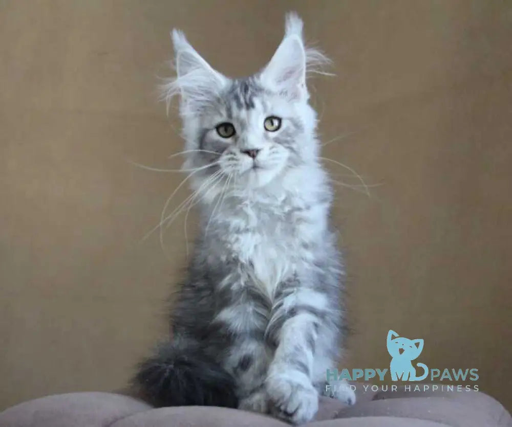 Ovation Maine Coon female black silver tabby live animals