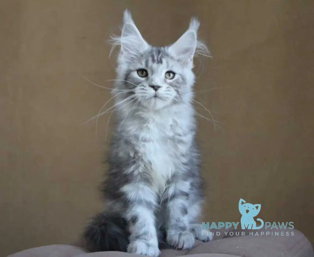 Ovation Maine Coon female black silver tabby live animals