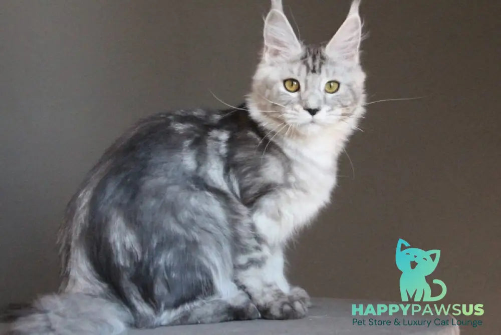 Ovation Maine Coon female black silver tabby - live animals