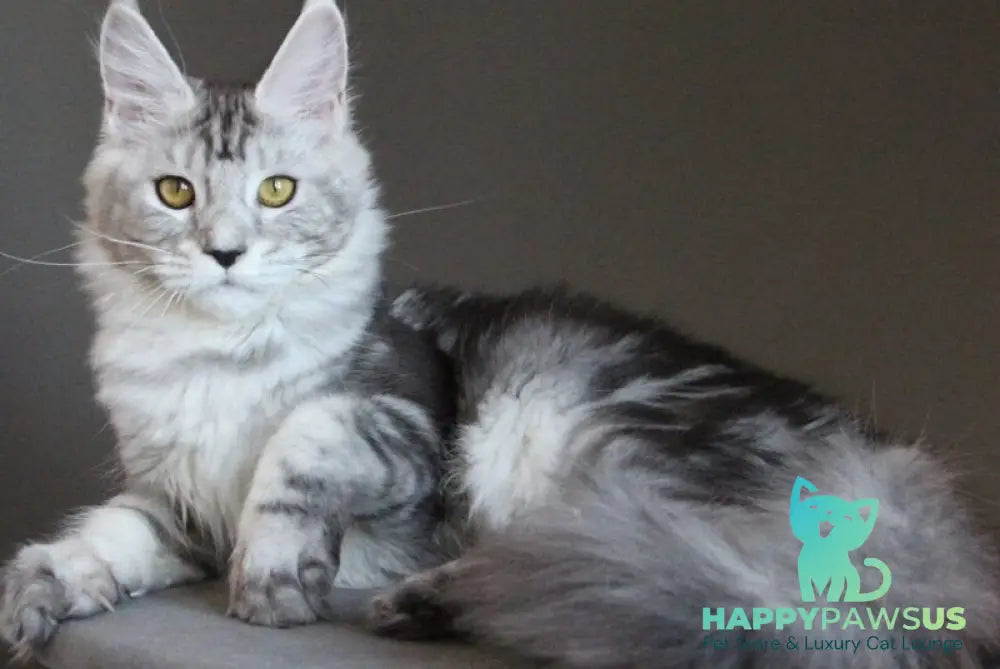 Ovation Maine Coon female black silver tabby - live animals