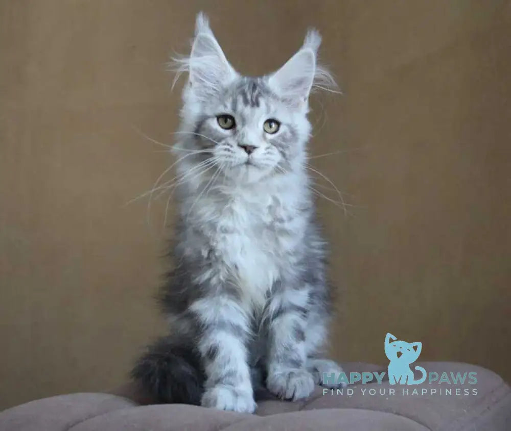 Ovation Maine Coon female black silver tabby live animals