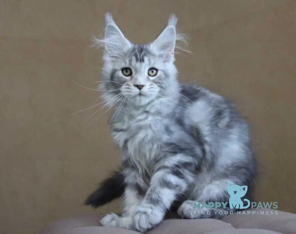 Ovation Maine Coon female black silver tabby live animals