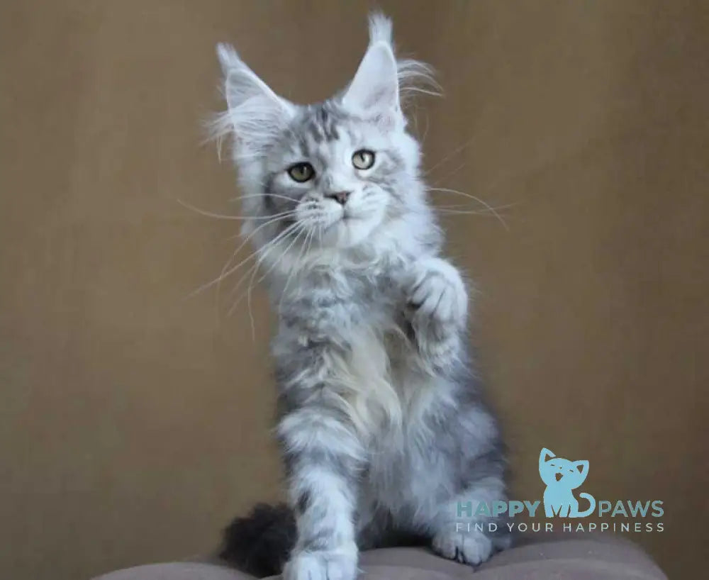Ovation Maine Coon female black silver tabby live animals
