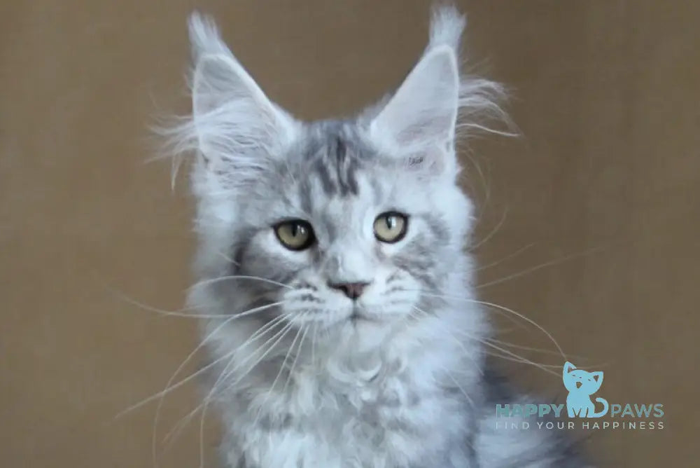 Ovation Maine Coon female black silver tabby live animals