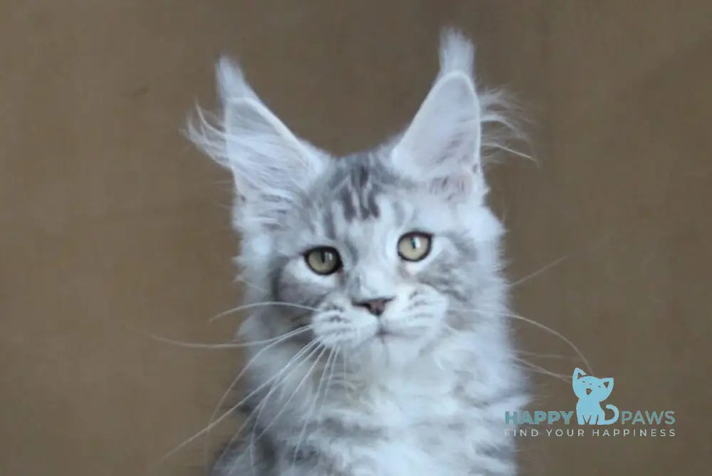 Ovation Maine Coon female black silver tabby live animals