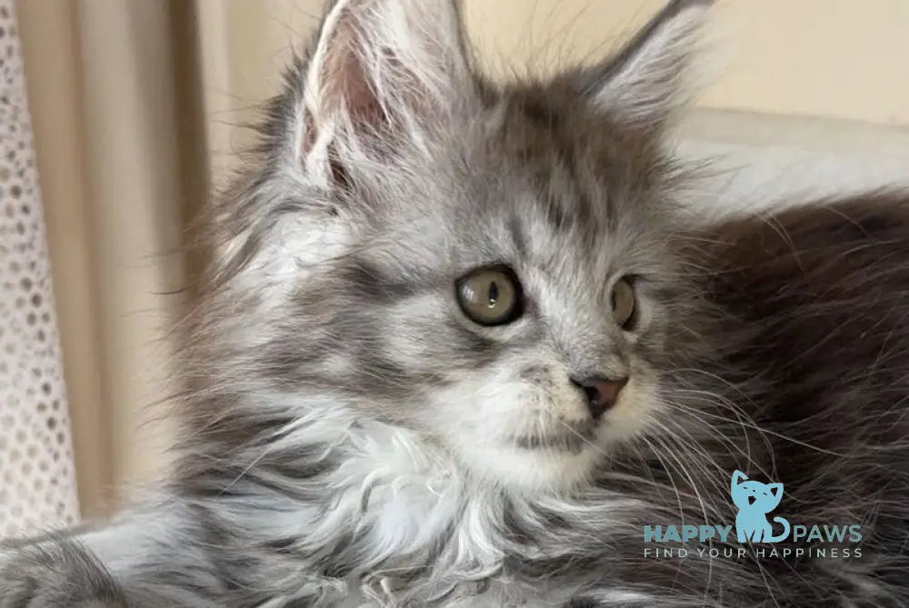 Oxford Maine Coon male black silver tabby live animals