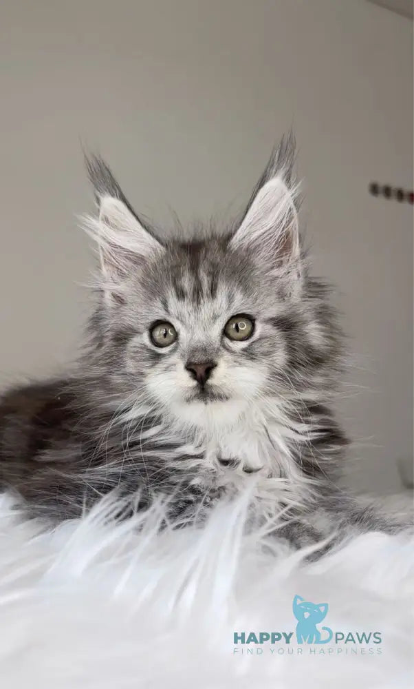 Oxford Maine Coon male black silver tabby live animals