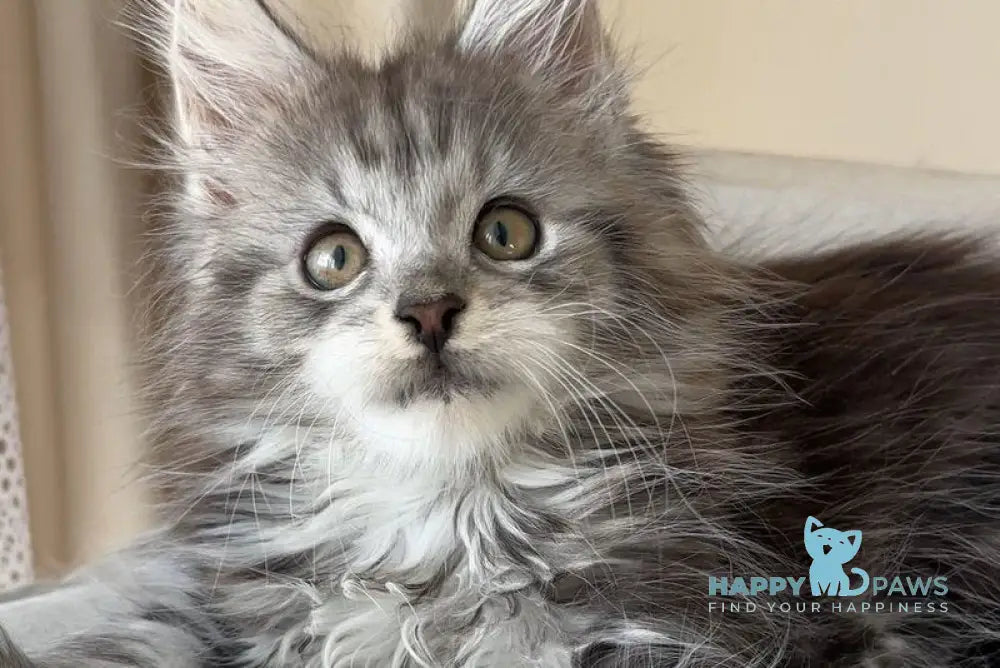 Oxford Maine Coon male black silver tabby live animals