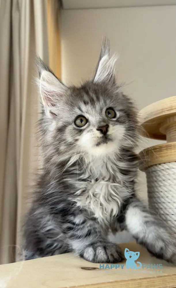 Oxford Maine Coon male black silver tabby live animals