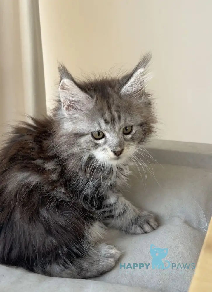 Oxford Maine Coon male black silver tabby live animals