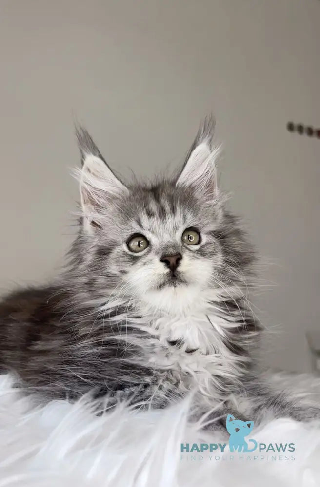 Oxford Maine Coon male black silver tabby live animals