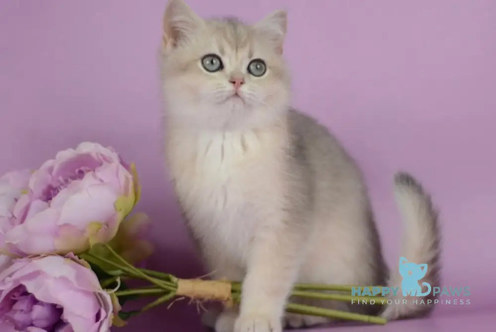Ozzi British Shorthair female blue golden chinchilla live animals
