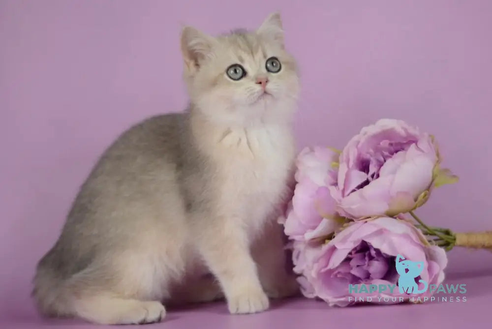 Ozzi British Shorthair female blue golden chinchilla live animals