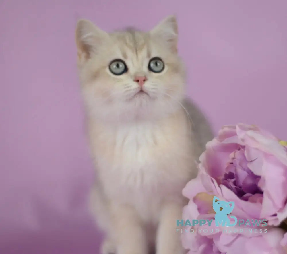 Ozzi British Shorthair female blue golden chinchilla live animals