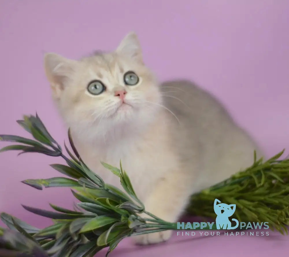 Ozzi British Shorthair female blue golden chinchilla live animals