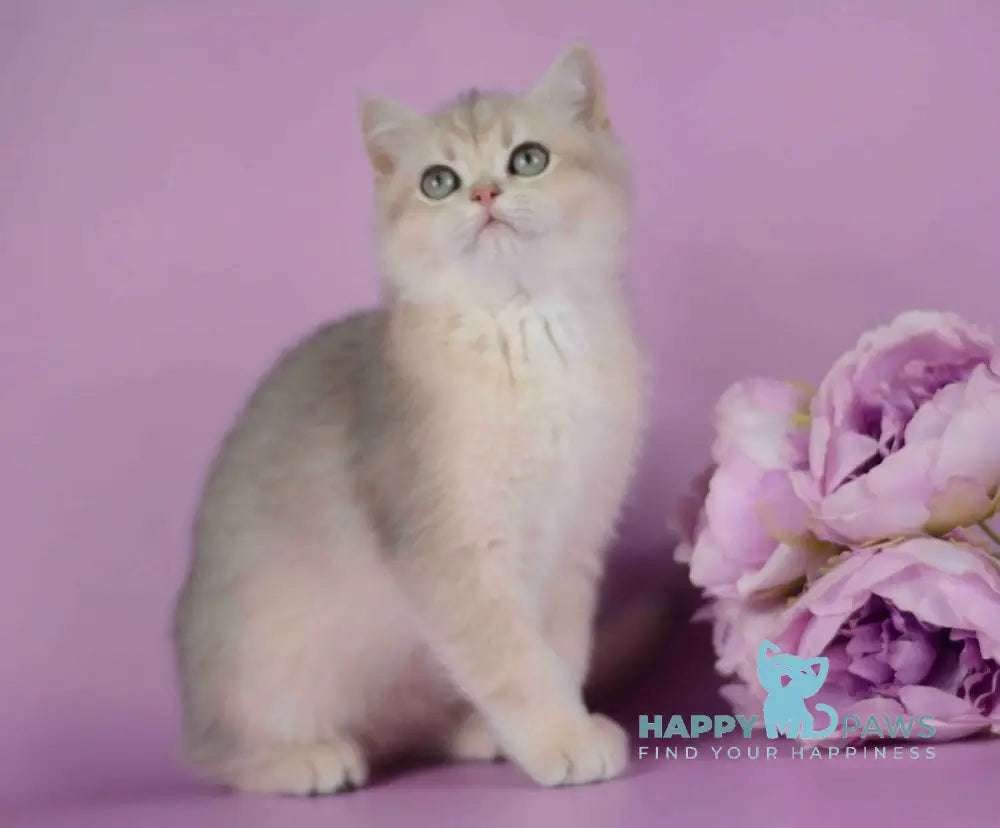 Ozzi British Shorthair female blue golden chinchilla live animals