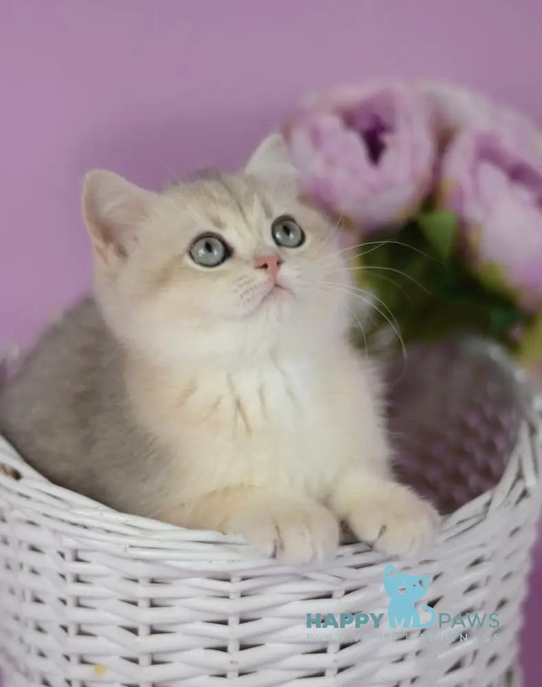 Ozzi British Shorthair female blue golden chinchilla live animals