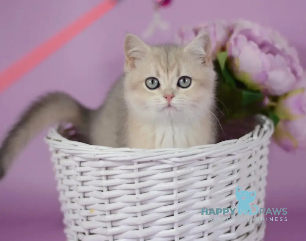 Ozzi British Shorthair female blue golden chinchilla live animals