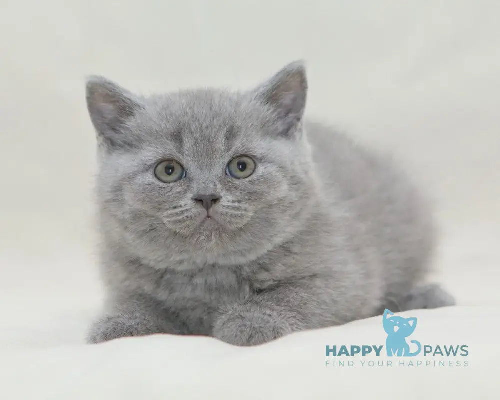 Ozzi British Shorthair male blue live animals