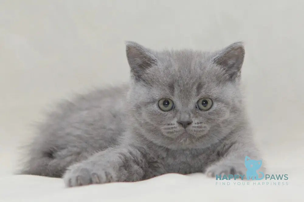 Ozzi British Shorthair male blue live animals