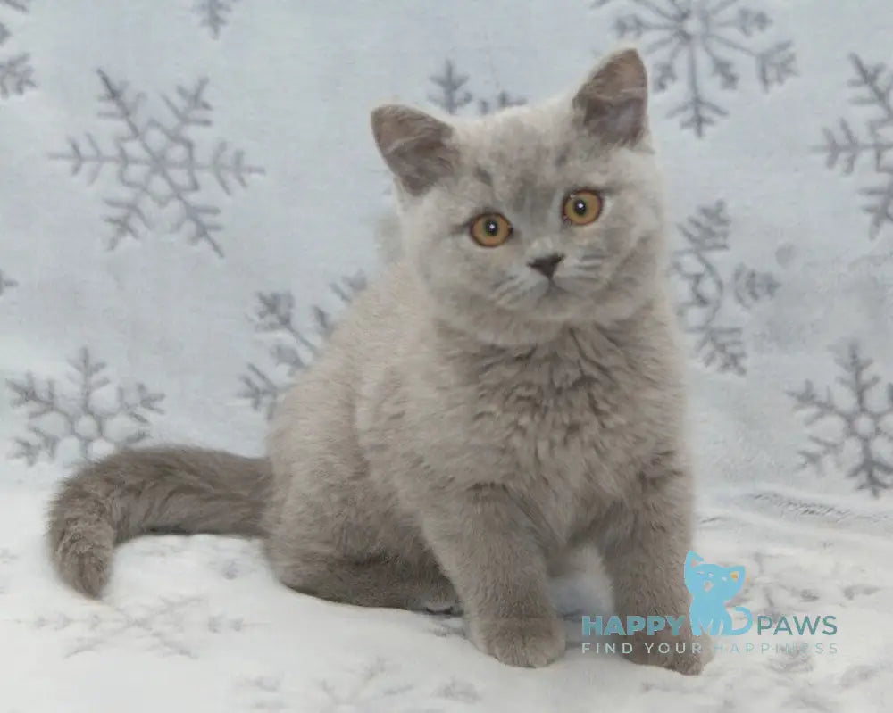 Ozzi British Shorthair male blue live animals