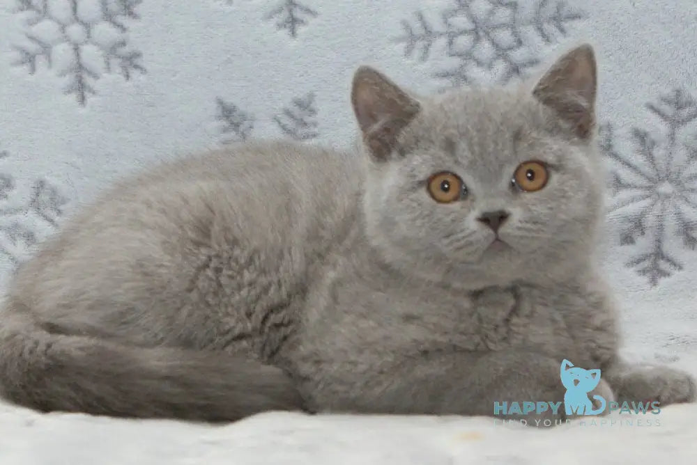 Ozzi British Shorthair male blue live animals