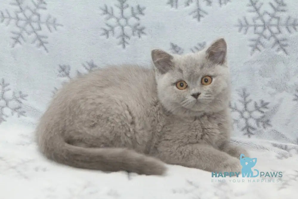 Ozzi British Shorthair male blue live animals