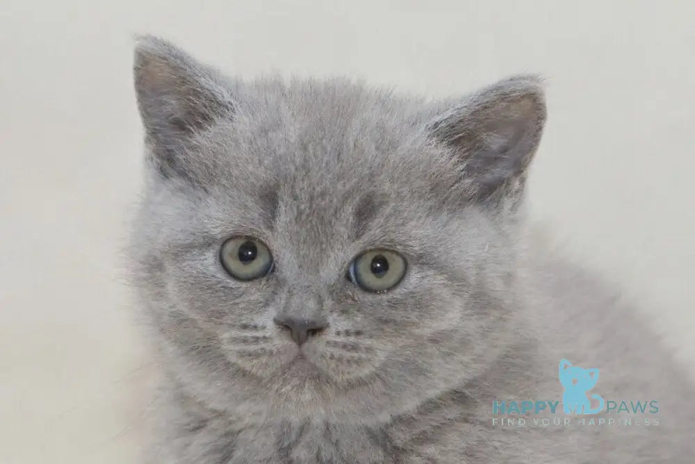 Ozzi British Shorthair male blue live animals