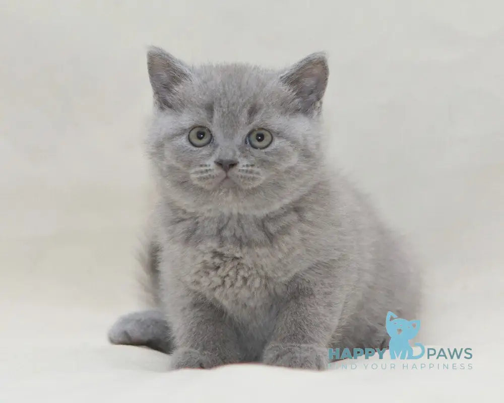 Ozzi British Shorthair male blue live animals