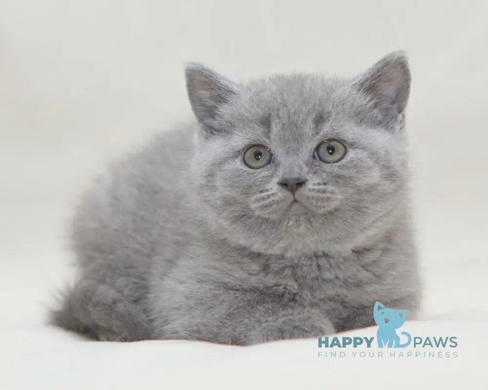 Ozzi British Shorthair male blue live animals
