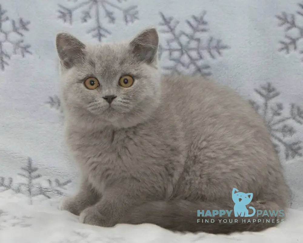 Ozzi British Shorthair male blue live animals