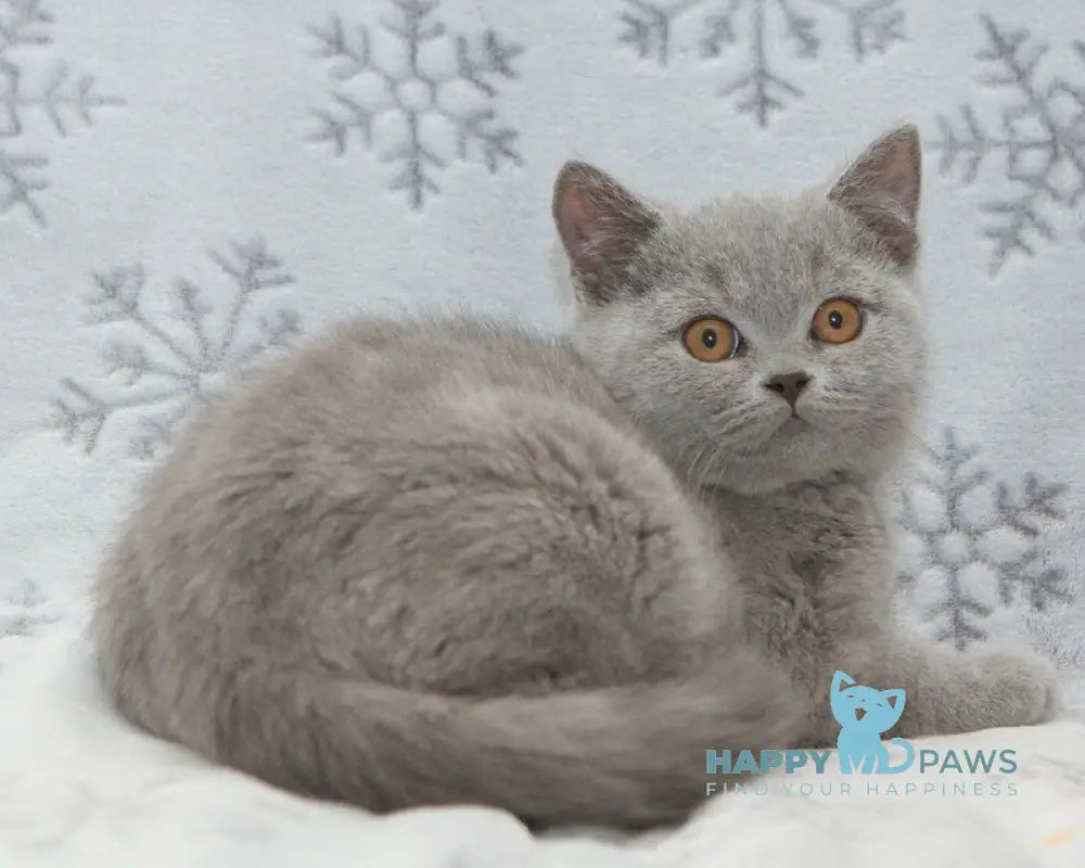 Ozzi British Shorthair male blue live animals