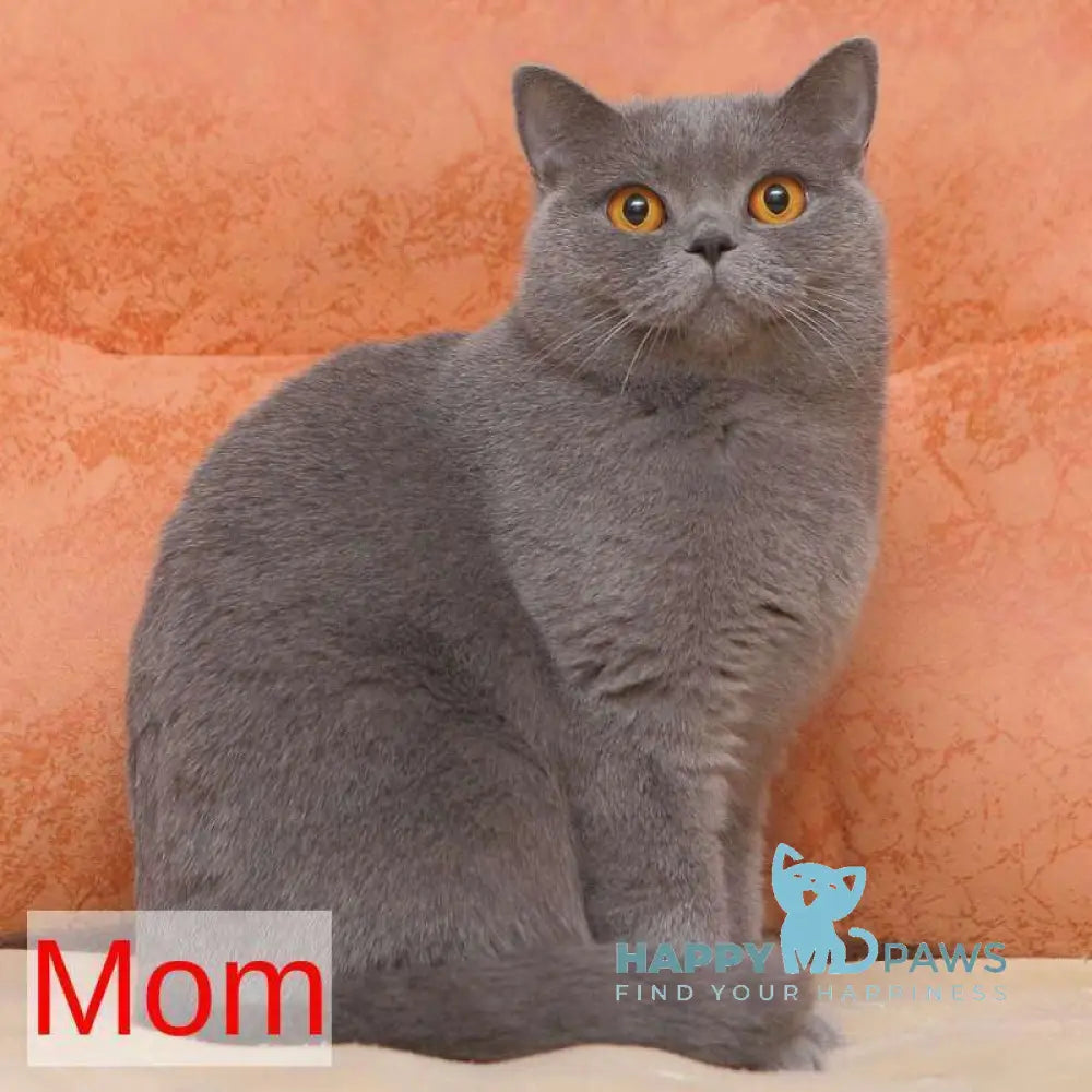 Ozzi British Shorthair male blue live animals